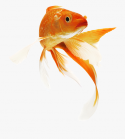 Clip Library Download Fish Clipart Icon Transparentpng ...
