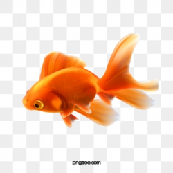 Goldfish Png, Vector, PSD, and Clipart With Transparent ...