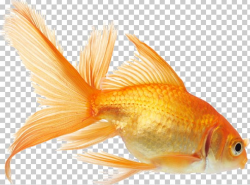 Koi Goldfish Aquarium Fish Feeder PNG, Clipart, Animals ...