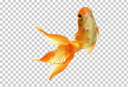 Goldfish Stock Photography Tropical Fish Feeder Fish PNG ...