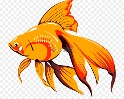 Fish Fins PNG Fish Fin Goldfish Clipart download - 778 * 720 ...