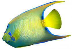 Angelfish Clipart Fish Head