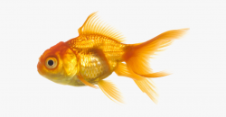 Gold Fish Clipart Animals That Swim - Fish With Transparent ...