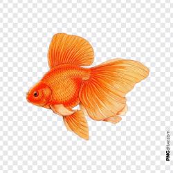Vector Golden Fish Clipart PNG Image - PNG drive