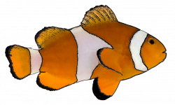 Tropical Fish Clipart | Clipart Panda - Free Clipart Images