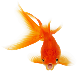 Download Real Fish PNG Clipart For Designing Purpose - Free ...