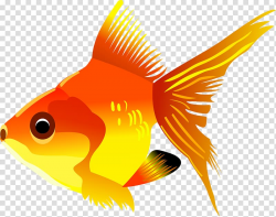 Goldfish Marine biology Graphics Fauna, gold fish ...