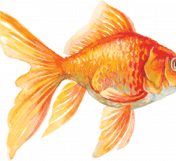 Goldfish Clipart Marine Fish - Goldfish Drawing ...