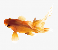 Gold Fish Clipart Saltwater Fish - Goldfish #15178 - Free ...