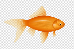 Fish , gold fish transparent background PNG clipart | HiClipart