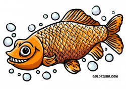 Common Goldfish - Common Goldfish Care - Carassius Auratus,