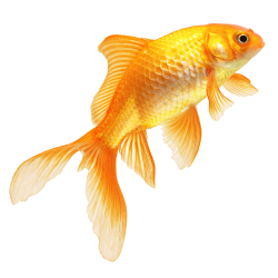 Goldfish - Real Fish PNG Transparent Image png download ...