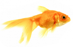 Free Gold Fish, Download Free Clip Art, Free Clip Art on ...
