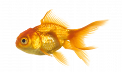 Large Gold Fish transparent PNG - StickPNG