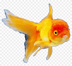 Realistic Goldfish Png Clipart Best Web Clipart - Hinh Anh ...