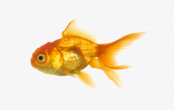 Goldfish Clipart Transparent Background - Transparent ...
