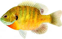 Energy Images Of Fish PNG #8009