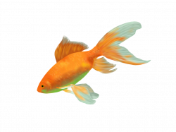 Drawn gold fish transparent background - Pencil and in color drawn ...