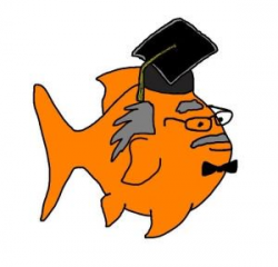 Goldfish Care: How to Take Care of Goldfish - The Goldfish Tank