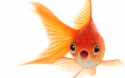 Goldfish PNG Images Transparent Free Download | PNGMart.com