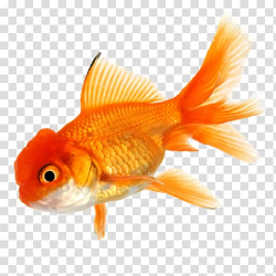 Goldfish Koi Aquarium Tropical fish, fish transparent ...