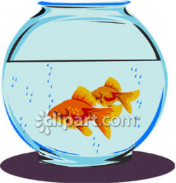 Two Goldfish In a Bowl - Royalty Free Clipart Picture