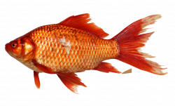 Goldfish PNG Image - PurePNG | Free transparent CC0 PNG Image Library