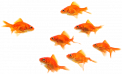 goldfish underwaterfish my ftestickers...