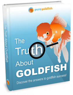 150+ Amazing Goldfish Names for You to Steal