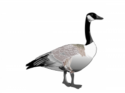 Clipart - Canadian Goose