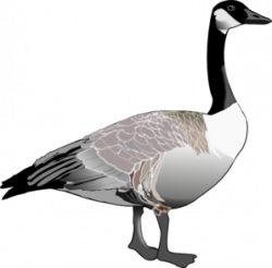 Canadian Goose Clip Art | Birds | Art, Clip art, Online art