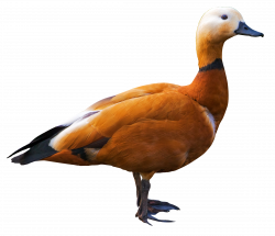 Shelduck PNG Image - PurePNG | Free transparent CC0 PNG Image Library
