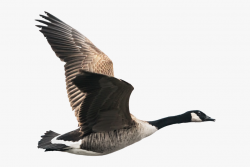 Goose Transparent Canadian - Canada Goose Flying Png ...