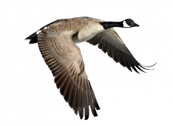 Goose PNG images free download