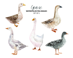 Goose watercolor images - Farm animal clip art - Cute bird clipart