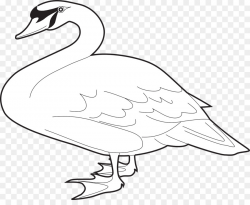 Bird Line Drawing png download - 1280*1027 - Free ...