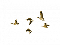 Geese Migration Clipart silhouette - Free Clipart on Dumielauxepices.net