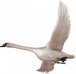 Cygnini Bird Flight Clip art - Flying Swan 658*638 transprent Png ...