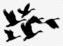 Gaggle Of Geese Silhouette - Geese Flying Clip Art - Png ...