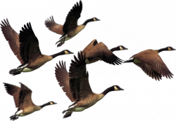 Clipart - Gaggle Of Geese
