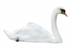 ForgetMeNot: Birds swans