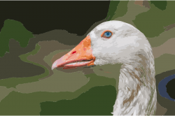 Clipart - Domesticated goose head, Chaguaramal, Venezuela