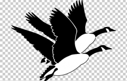 Goose Duck Mallard Bird PNG, Clipart, Beak, Bird, Black And ...