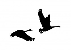 Pair Of Flying Geese Silhouette | vector silhouettes ...
