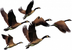 Free photo Animals Birds Flying Goose Geese - Max Pixel
