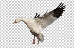 Snow Goose Bird PNG, Clipart, Animals, Beak, Bird, Computer ...