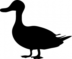 Gratis afbeelding op Pixabay - Eend, Silhouet, Black, Vogels ...