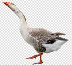 Goose Bird, Poultry Goose transparent background PNG clipart ...
