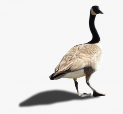 Canada Goose Clipart - Canadian Goose No Background #929908 ...