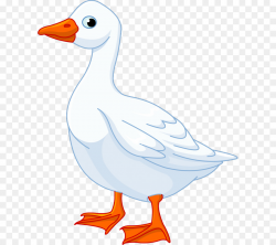 Duck Cartoon png download - 800*800 - Free Transparent Goose ...